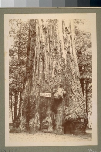 Big Trees. ["Giant." Santa Cruz Co.]