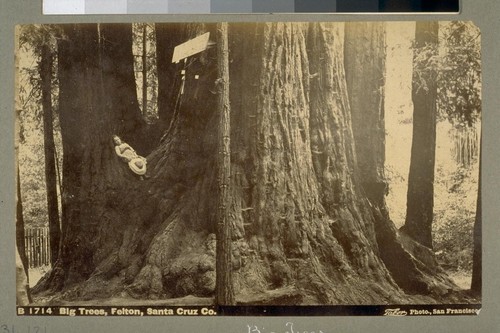 Big Trees, Felton, Santa Cruz Co. B 1714. [Photograph by Isaiah West Taber.]