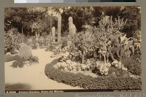 Arizona Garden. Hotel del Monte [Monterey]. B 2302. [Photograph by Isaiah West Taber.]