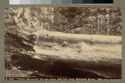 "Fallen Monarch," 25 feet diam, 320 feet long, Mariposa Grove [California]. [Photograph by Isaiah West Taber.]