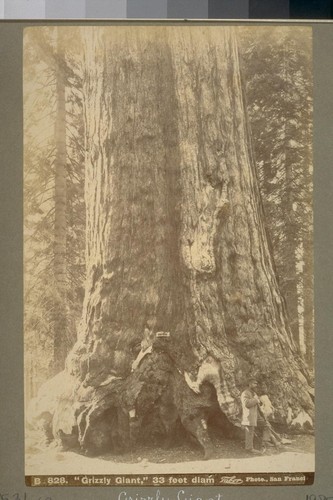 Mariposa Grove. "Grizzly Giant," 33 feet diam. B 828. [Photograph by Isaiah West Taber.]