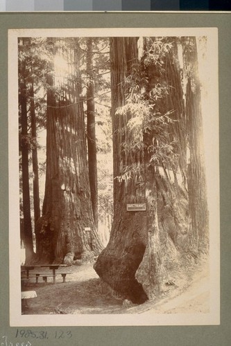 Big Trees. ["Gen'l Fremont." Santa Cruz Co.]