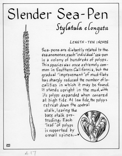 Slender sea-pen: Stylatula elongata (illustration from "The Ocean World)
