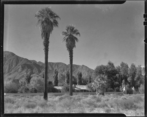 House with tiled roof behind gated wall and palm trees, Palm Springs, [1930s or 1940s?]