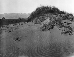 View of Death Valley at the north end, showing sand hills and brush, California, ca.1900/1950