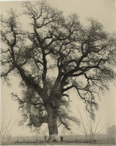 Hutchings Oak