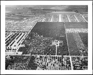 Low-altitude aerial view of Whittier Downs, looking east, ca.1949