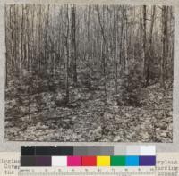 Higgins Lake Forest, Michigan. White pine underplanting. Cover of aspen is now so dense that it is retarding the pine and should be thinned. May, 1924