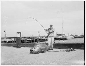 278 pounds black sea bass, 1951