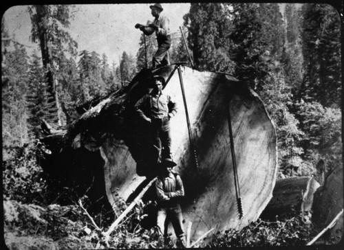 Logging, Loggers with augers used in splitting trees