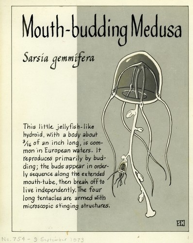 Mouth-budding medusa: Sarsia gemmifera (illustration from "The Ocean World")