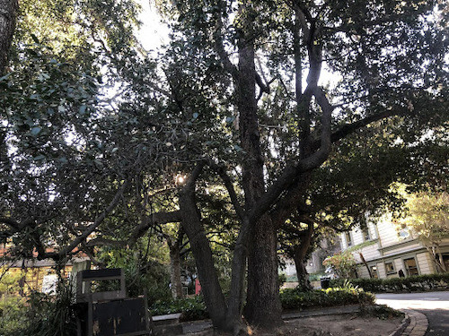 Live Oak, Atlas Cedar, and Macky Hall, CCA, Oakland, 2019