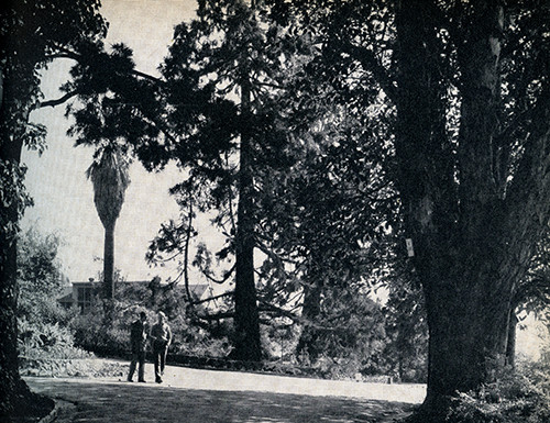 Towering eucalyptus trees border the main entrance, 1950
