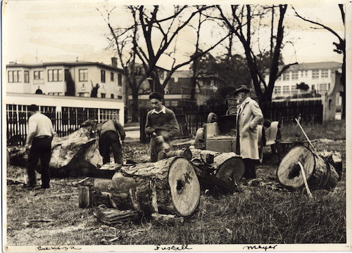 Eucalyptus tree removal, 1937