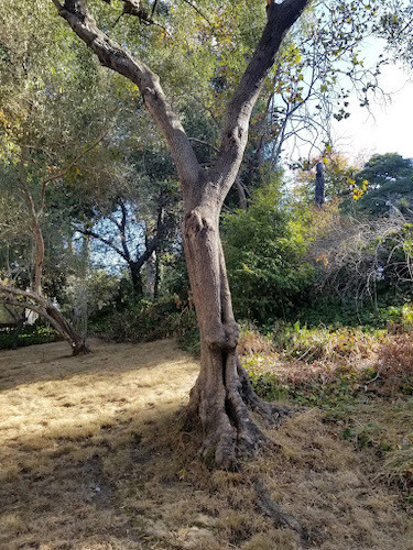 Olive tree along edge of the path from the garden to the smoke shack near Broadway, CCA, Oakland campus, 2019