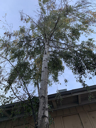 White Birch next to Northeast entrance to dorms, CCA, Oakland, 2019