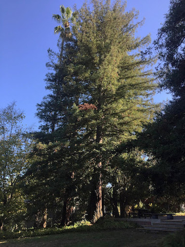 Coast Redwood at the corner of Macky Lawn, CCA, Oakland, 2019