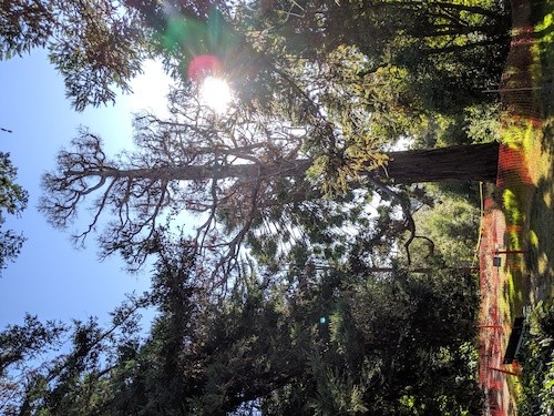 Cutting down the Giant Sequoias on the Macky Lawn, CCA, Oakland, 2019