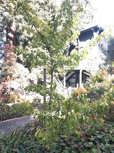 Ginko tree in front of the Carriage House, CCA, Oakland, 2019