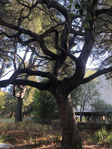 Live Oak tree with a view of Founders Hall / Meyer Library beyond, CCA, Oakland, 2019