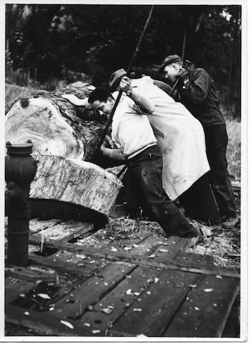 Tree cutting assisted by Frederick Meyer