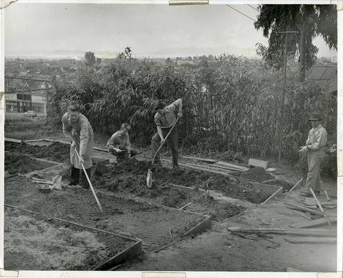 Gardening in southern corner of the Oakland campus, spring 1942