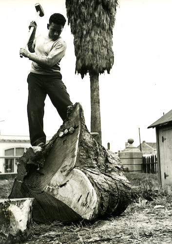 Cardoza working on trunk of Eucalyptus