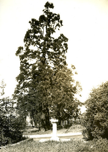 Looking from circular court toward Sequoias