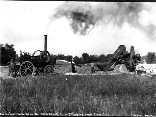 Threshing onion seed on seed ranch of W. J. Fosgate, Santa Clara, California