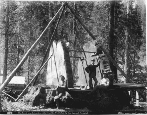 World's Fair Big Tree, ca. 1892