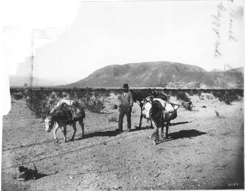 Prospector [ca. 1908]