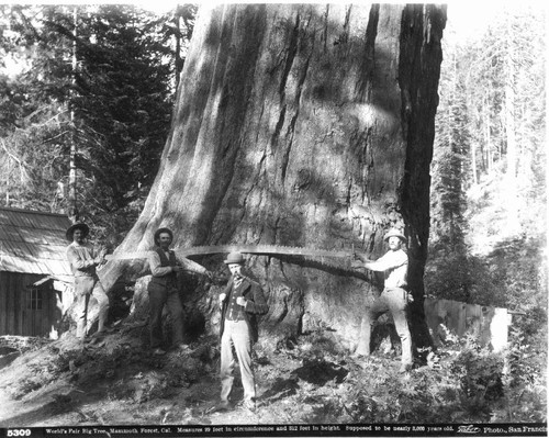 World's Fair Big Tree, ca. 1892 — Calisphere