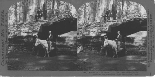 Father of the forest, 112 feet--entrance to the Horseback Ride, Mammoth Grove [ca.1870-1880]