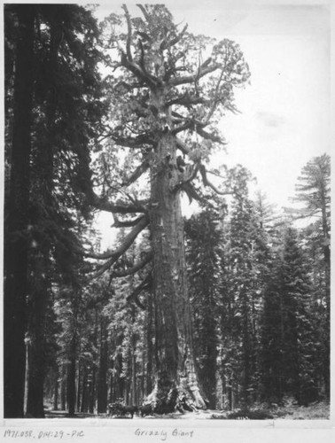 Grizzly Giant (Sequoia); Vermont and Wawona [redwood tree drive-through, ca. 1900-1910]