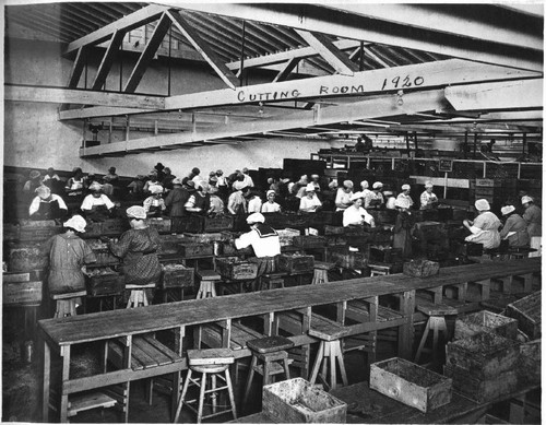 Women cannery workers, 1920