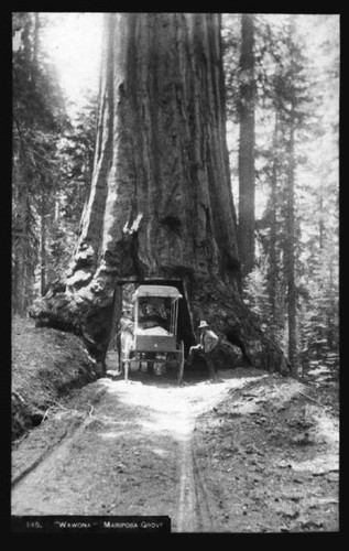 Wawona, Mariposa Grove [ca. 1880-1890]