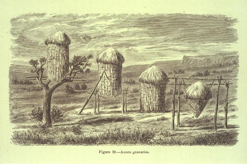 Miwok acorn granaries [book illustration]