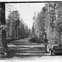 Forest Road with Pickup Truck