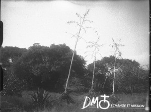 Trees, Mozambique, ca. 1929