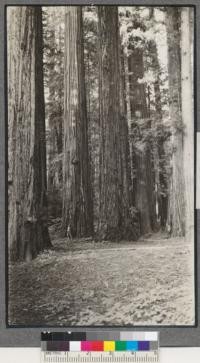 A few perfect specimens of Redwood on the flat adjacent to the highway just north of the Elk Creek bridge. The tree in front of which the man stands is 14' 8" in diameter and 340' high. South Fork, Eel River, Humboldt County, California. 1920. Metcalf