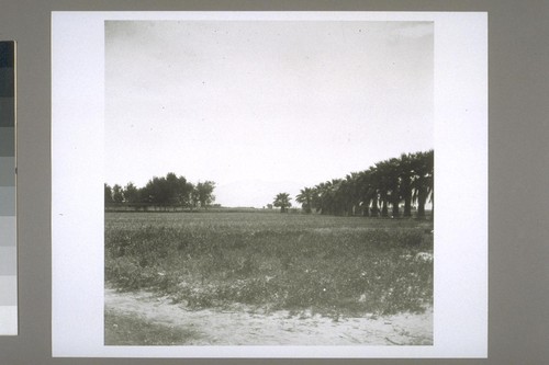Colorado desert under cultivation