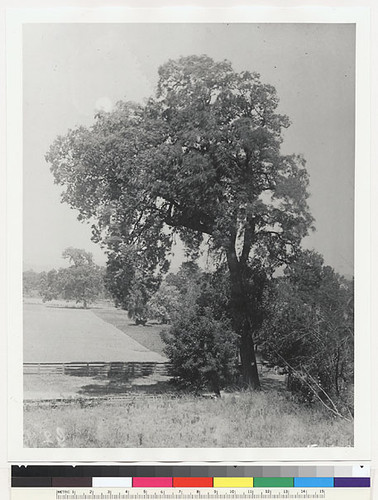 Large oak (Barktel)