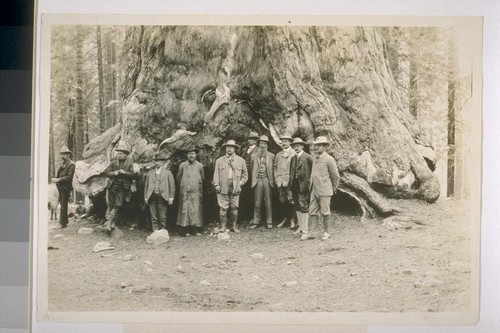 [John Muir and Theodore Roosevelt in Mariposa Big Tree Grove.]