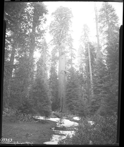 Miscellaneous Named Giant Sequoias, McKinley Tree
