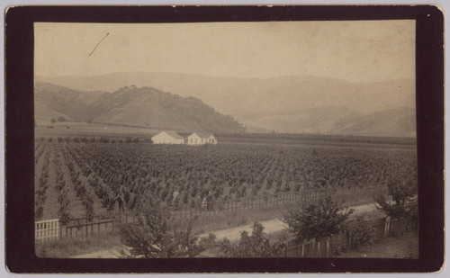 View of Foothills from Porch Roof of Capt. Merithew Ranch, Cupertino, 1889