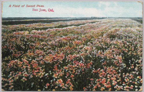 A Field of Sweet Peas, San Jose, Cal., 1908