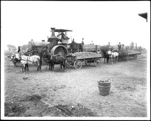 A traction engine hauling sugar beets, Visalia, Tulare County, California, ca.1900