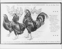 Coq et poule de Caussade : type adopte par la Federation de Societes des Aviculteurs du Midi