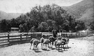 View of a man with a group ostriches at the Kenilworth Ostrich Farm, showing hills in the background, ca.1900