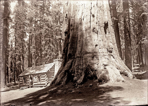Giant sequoia with cabin in background